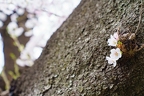 2025.04.12 白石川堤一目千本桜